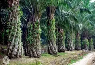 Keterbatasan Dana, Banyak Petani Sawit Swadaya di Babel Butuh Program PSR