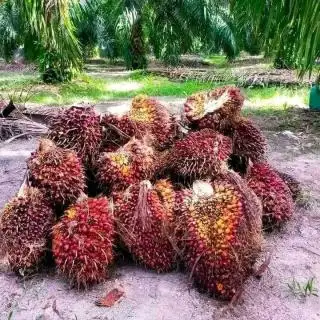 Harga TBS Kelapa Sawit di Bengkulu Naik Jelang Ramadhan