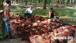 Agar Terhindar dari Musim Trek, Ini Kiat yang Dipakai Petani Sawit di Siak