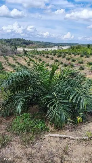 Rawan Diselewengkan, Petani Sawit Minta Pengawasan PSR Diperketat