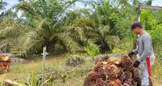 Petani di Kaltim Kecewa, Harga Kelapa Sawit Turun Tiap Hari