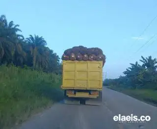 Harga Sawit Petani Swadaya di Sumut Turun Jadi Rp2.000/Kg
