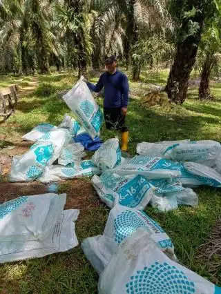 Pupuk Masih Mahal, Petani Sawit Khawatirkan Keberlanjutan Usaha