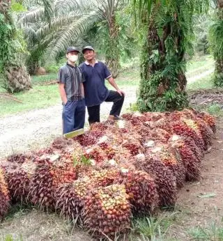 Pupuk Subsidi Adalah Bukti Pemerintah Pro Petani Sawit atau Tidak
