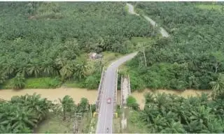 Pegiat Lingkungan Tolak Ide Menjadikan Sawit Sebagai Tanaman Hutan Kritis