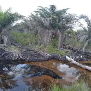 Petani di Kota Bengkulu Kesulitan Kelola Kebun Sawit di Lahan Gambut