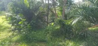 Harga Kebun Sawit Ilegal di Mukomuko Lebih Mahal dari Lahan Kosong Legal di Kalbar