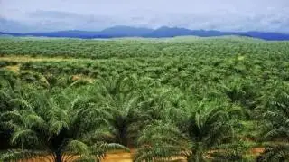 Kasus Dugaan Pembukaan Hutan untuk Sawit di Sijunjung, Ini Kata Kepala UPTD KPHL