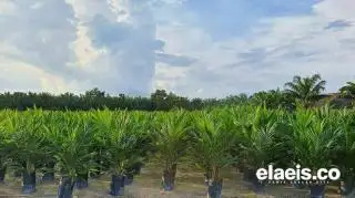 Disbun Riau Sebut Penjualan Kecambah Sawit Secara Online Memang Harus Dilarang