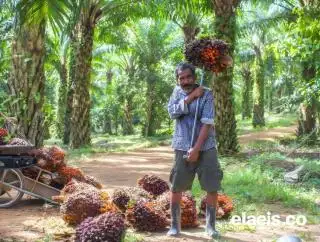 Sekda Bengkulu:  KUR Dapat Jadi Instrumen Penting dalam Memperkuat Sektor Perkebunan Sawit