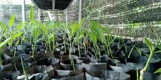 Pola Tumpang Sari, Petani Sawit Bisa Cari Cuan Lewat Budidaya Jahe