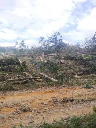 Petani dan Toke Karet di Bengkulu Ramai-ramai Beralih ke Sawit