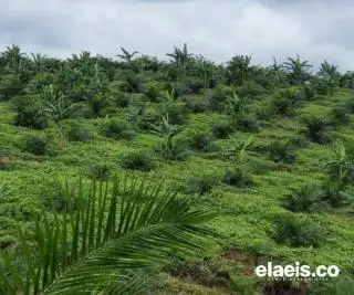 Segini Kebun Sawit yang Diklaim Berada di Kawasan Hutan