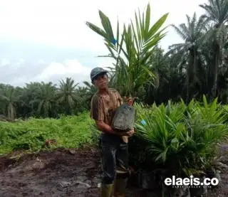 Aspek-PIR Apresiasi Pemkab Sekadau  Salurkan Bantuan Bibit Unggul Terhadap Petani