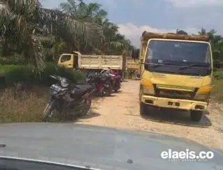 Kebun Dasrin di Dayun Masih di 'Rongrong', Buah Sawit Dicuri, Pelakunya Diduga Preman Suruhan PT DSI