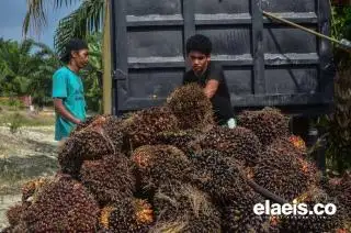 Kompak, Harga Jual CPO 16 Korporasi Sawit di Riau Anjlok