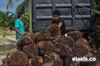 Turun Tipis, Harga Kelapa Sawit di Kalbar Bertengger di Angka Rp2.257,51/Kg