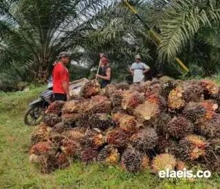 Rata-rata Harga TBS Swadaya di Sumut Naik Periode Ini, Segini Jadinya