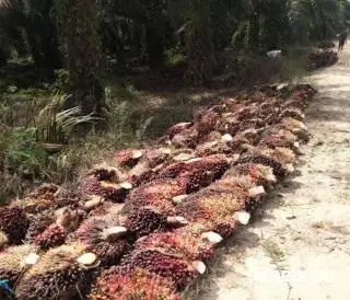 Tak Punya Kebun, Dua Kabupaten di Bengkulu Tetap Kecipratan DBH Sawit, Nilainya Gede Lagi!