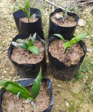 Waspadai Bibit Sawit Abnormal, ini Ciri-cirinya