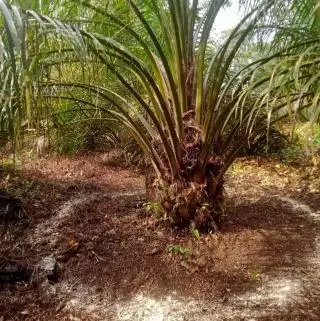 Petani Sawit di Bengkulu Belum Bisa 'Move On' Dari Pupuk Kimia