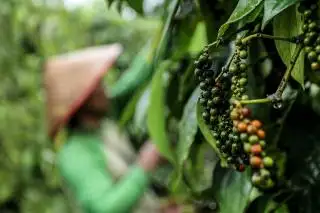 Petani Mau Beralih ke Kelapa Sawit, Lada Terancam Tinggal Sejarah