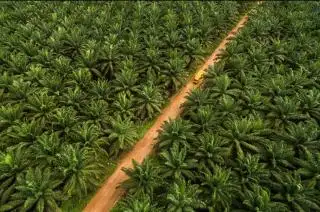 Tak Punya Kebun Sawit, Daerah ini Kecipratan DBH Sawit