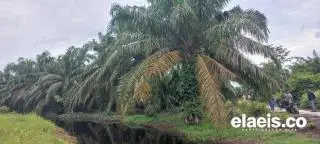 Hasil Panen Kritis, Petani Sawit di Bengkulu Mulai Kesulitan Bayar Uang Sekolah Anak, Begini Respon Gubernur Rohidin