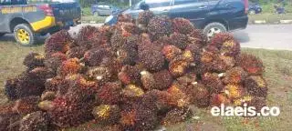 Harga TBS Sawit Plasma Riau Ditetapkan Turun Lagi Minggu Ini, Berikut Daftarnya