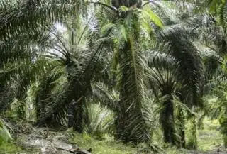 Kemarau Bikin Produktivitas Sawit di Jambi Menurun