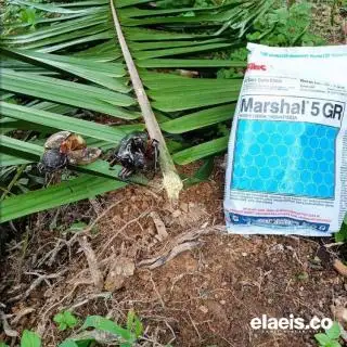 Pasir Diyakini Dapat Mengusir Hama Kumbang Tanduk pada Kelapa Sawit