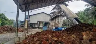 9 Pabrik Sawit di Mukomuko Tak Punya Kebun, Kok Bisa Berdiri?