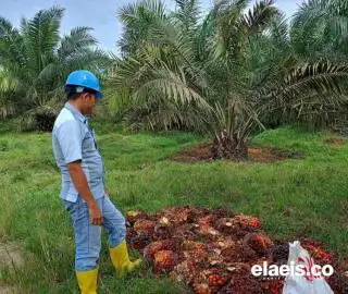 Serikat Pekerja Desak Perusahaan Sawit di Bengkulu Naikkan Upah, Kini Hanya Rp96 Ribu per Hari