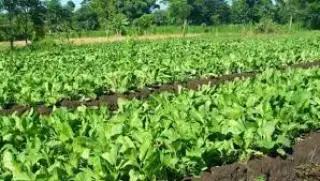 Nilai Tukar Petani Riau Masih Tumbuh Positif di November 2023, Ini Besarannya
