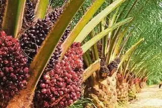 Turun Lagi, Berikut Harga TBS Kelapa Sawit Periode 8-14 Desember 2023