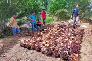 Supir dan Tukang Bongkar Muat Juga Ikut Nikmati DBH Sawit
