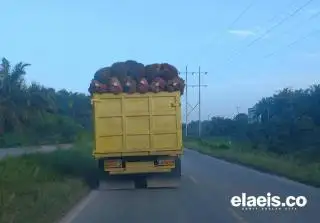 DBH Sawit Bakal Digunakan untuk Jamsostek, Apkasindo: Kurang Tepat, Prioritaskan Saja ke Infrastruktur