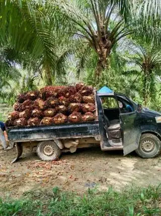 Pemerintah Didorong Sinkronisasi Regulasi Kemitraan dan Tata Niaga TBS dengan Perizinan Perusahaan