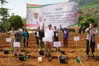 Setelah Sawit, Kementan 'Kawinkan' Jagung dengan Kopi