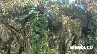 Nilai Tukar Petani Desember 2023 Naik, Ini Sektor Paling Berperan