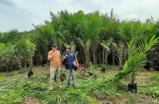 Benih Berkualitas Memang Banyak di Merangin, Tapi Petani Butuh Waktu untuk Mendapatkannya