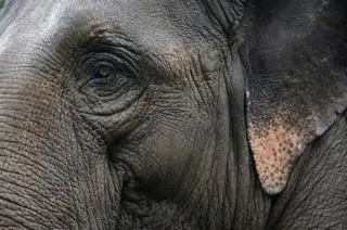 Dua Gajah Satroni Kebun Sawit Warga Inhu, BBKSDA Riau Turunkan Tim
