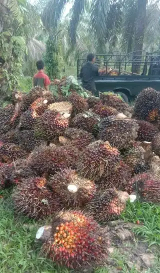 Awal Tahun, Harga TBS Sawit di Jambi Turun Tipis