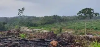 Tim Khusus Dikerahkan Buru Tersangka Perambah Hutan Jadi Kebun Sawit