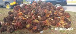 Alhamdulillah, Harga Sawit di Sumbar Naik Lagi Jadi Segini
