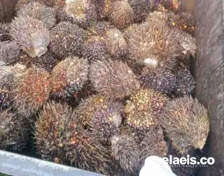 Ditetapkan Naik, Segini Harga TBS yang Diterima Petani di Rohul
