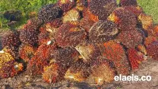 Mantap, Harga Sawit Plasma di Riau Naik Lagi, Pekan Ini Dibanderol Rp 2.692,68/Kg
