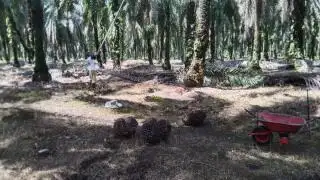 Trek, Petani Sawit di Kampar Mengeluh Hasil Panen Anjlok Separuh