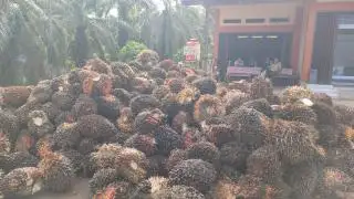 Gurihnya Bisnis Jual Beli TBS, di Desa ini Ada 40 Toke Sawit