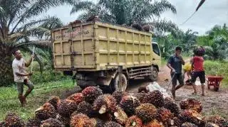 Ternyata Ini Penyebab Harga Beli TBS Kelapa Sawit Dekat PKS di Bengkulu Bisa Lebih Rendah